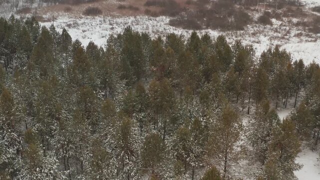 High-angle drone footage flying backward and tilting up over a vast coniferous forest with trees and ground covered in fresh snow