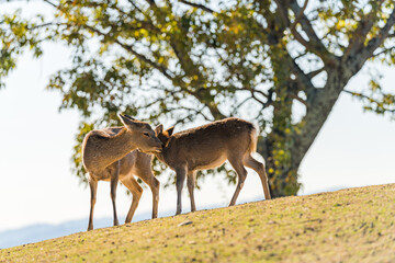 自然と共に生きる奈良公園の鹿