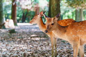 自然と共に生きる奈良公園の鹿