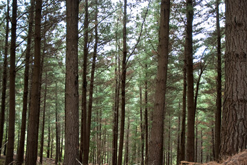 Pine plantations in New Zealand