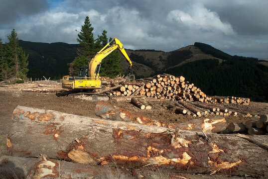 Sawn timber in NZ pine plantation
