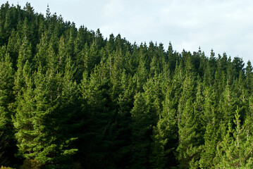 Obraz premium Pine plantations in New Zealand