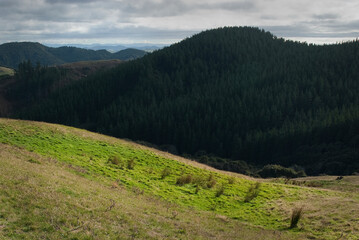 Obraz premium Pine plantations in New Zealand