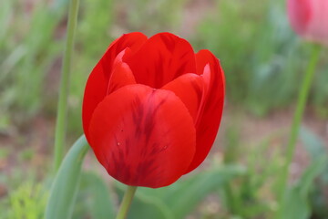 日本の春の庭に咲く豪華な赤いチューリップの花