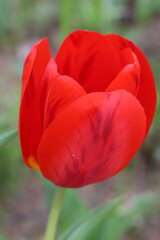 日本の春の庭に咲く豪華な赤いチューリップの花