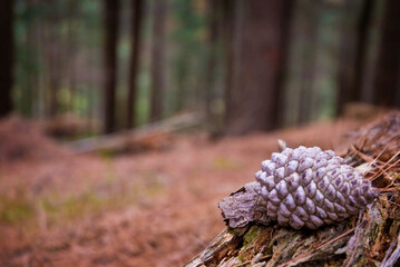 New Zealand pine cone