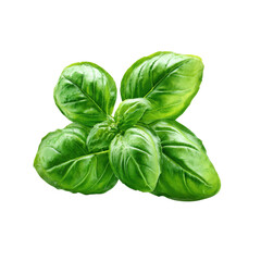 Fototapeta premium Fresh green basil leaves isolated on black background with visible veins herb, Isolated On Black Background, Png Transparent Background, Cut Out