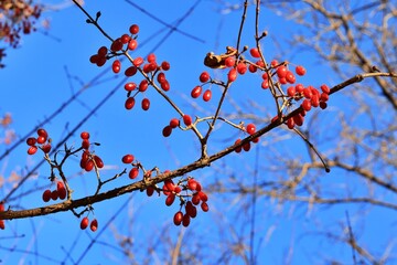 빨갛게 익은 산수유 열매