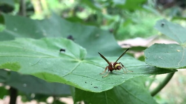Macro close-up of a colorful wasp resting on a green leaf in natural habitat. Detailed texture, wildlife behavior, outdoor nature scene, biodiversity and ecological balance concept.