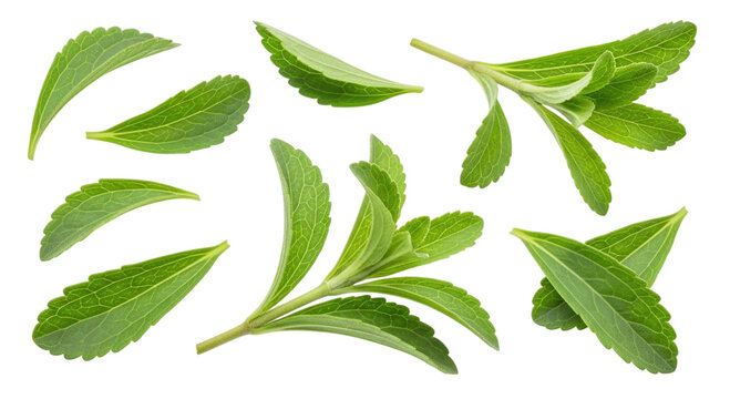Fresh stevia leaves and sprigs isolated on transparent background for natural sweetener and culinary use