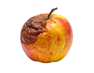 A close-up of a partially decayed apple showcasing a mix of vibrant yellow and red colors contrasted with dark, wrinkled areas.