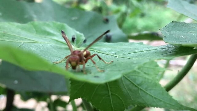 Macro close-up of a colorful wasp resting on a green leaf in natural habitat. Detailed texture, wildlife behavior, outdoor nature scene, biodiversity and ecological balance concept.