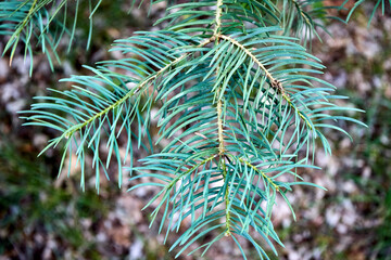 Abies concolor, the white fir, concolor fir or Colorado fir coniferous tree pine family Pinaceae. White Fir Abies concolor coniferous evergreen pine tree needles close-up over out of focus background