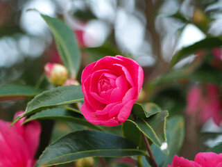 植物　秋　晩秋　花　ピンク　