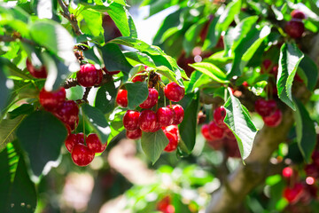 branches of cherry trees with berries in garden
