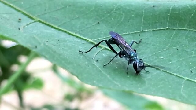 Macro close-up of a colorful wasp resting on a green leaf in natural habitat. Detailed texture, wildlife behavior, outdoor nature scene, biodiversity and ecological balance concept.