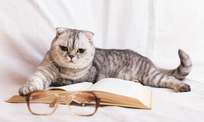 Reader cat. curious gray scottish fold cat lying on open book