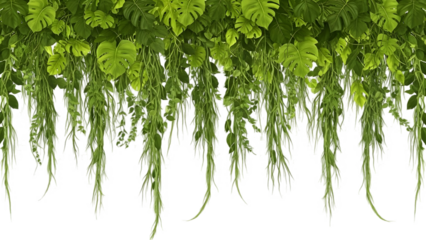 Dense rainforest vine curtain hanging downward, overlapping leaves and stems, natural jungle chaos, high realism, no background, transparent PNG