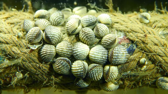 Clams attached to rope underwater with algae, creating a textured pattern, possibly for marine life research