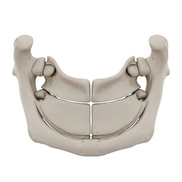 Human mandible bone anatomy isolated on black background jawbone human anatomy