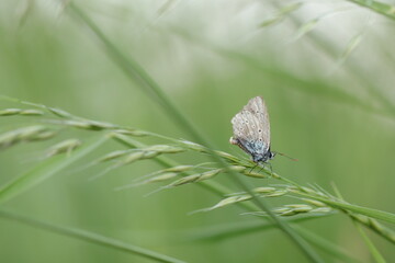 una farfalla licenide sull'erba