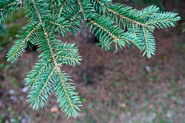 Blue spruce Picea pungens or green spruce Colorado spruce or Colorado blue spruce coniferous evergreen tree branches. Natural floral background of young fir tree branches.