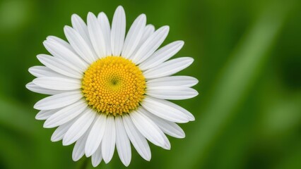 Obraz premium Close-up of a single white daisy flower with a yellow center against a blurred green background