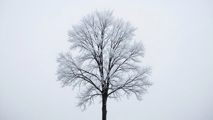 Minimalist Winter Tree with Hoarfrost Texture