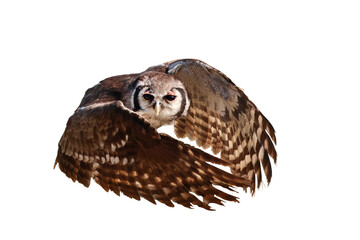 Beautiful flying Verreaux's eagle-owl isolated on transparent background png file	