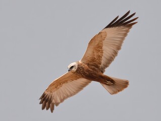 Majestic flight of the western marsh harrier in clear sky.