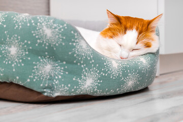 A cute cat is sleeping in a bed. A cute cat is sleeping in a bed. a cat with a red head. soft cat bed. 
