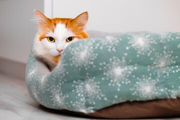 a domestic cat is lying in a bed.  cat with a red head. soft cat bed. the cat is peeking. 