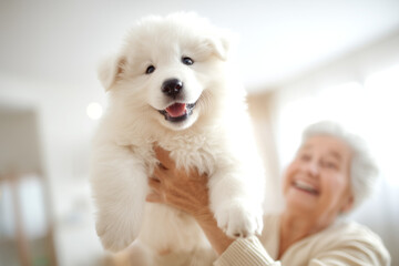 Close-up of a snowy white fluffy puppy being held by a smiling elderly woman in a bright home setting, with space for text. The concept of a gift for an elderly person.