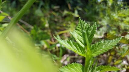 Light green textured plant leaf wallpaper. Shot in forest. World Wildlife Conservation Day is December 4th. Perfect for a tropical rainforest documentary.