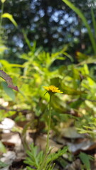 Obraz premium wollastonia, World Nature Conservation Day is July 28. Perfect for documentaries in tropical rainforests. melanthera, wollastonia biflora, wedelia prostrata. Wedelia biflora, shot in jungle.