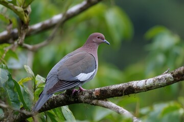 Pale winged pigeon perched on tree branch in lush greenery.