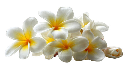 Fototapeta premium Close-up of beautiful white and yellow plumeria flowers with a soft focus background.