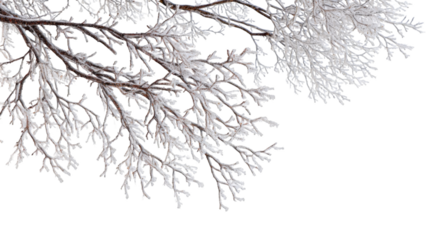 Bare tree branches covered in delicate white frost against a stark white background, creating a minimalist winter scene.