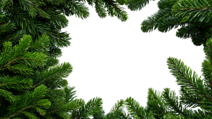 Lush green pine tree branches forming a natural border around a clear white background, perfect for festive designs or winter themes.