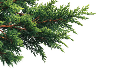 Close-up view of vibrant green coniferous tree branches against a clean white background, showcasing natural texture and fresh foliage.