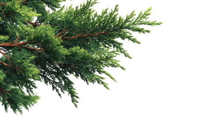 Close-up view of vibrant green coniferous tree branches against a clean white background, showcasing natural texture and fresh foliage.