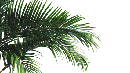 Fototapeta premium Vibrant green palm fronds with detailed leaves against a clean white background, showcasing tropical foliage and natural beauty.