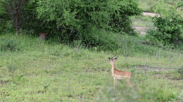 An impala ram snorts as he sees the leopard in the bush