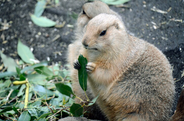 プレーリードッグ