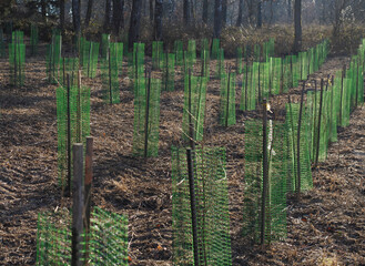 Deer browsing - fence protects young trees from hungry animals      