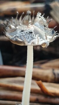 Coprinopsis lagopus mushroom growing naturally, showing delicate white hairy cap texture and fragile structure, highlighting unique fungal beauty on forest floor.