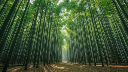 Towering Bamboo Forest - A Serene Pathway of Greenery and Light.