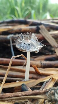 Coprinopsis lagopus mushroom growing naturally, showing delicate white hairy cap texture and fragile structure, highlighting unique fungal beauty on forest floor.