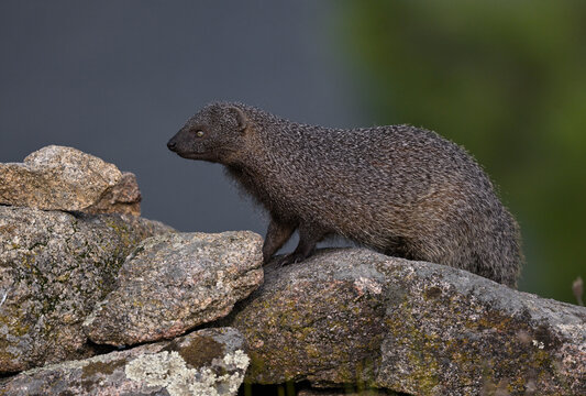 Egyptian Mongoose in alert stance over rocks