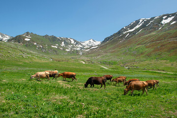 Fototapeta premium Livestock farming in the highlands. Raising animals in high altitudes. Cattle grazing in the highlands during the spring months. Cows grazing in the green fields. Gölyayla, Rize, Türkiye. 